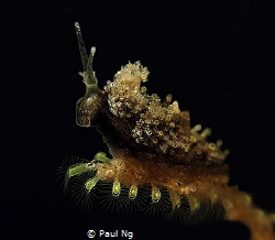 size of 4mm. Never seen this Nudi before by Paul Ng 